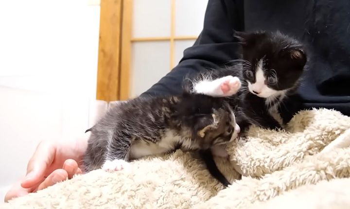 膝の上に登った子猫達