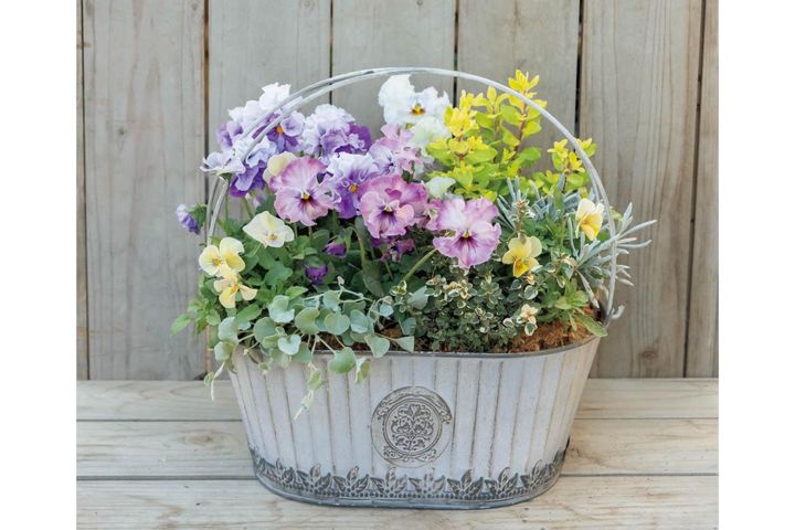 キュートな花かご風の【ビオラの寄せ植え】個性豊かな育種家ビオラで庭を彩る