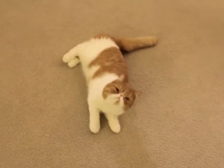 ころ〜んと転がって……