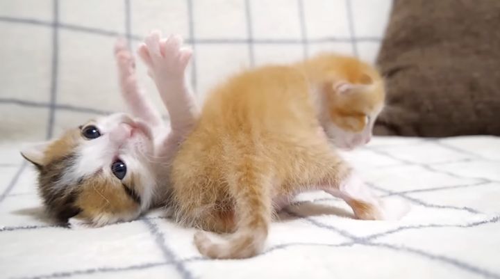 元気に遊ぶ子猫達
