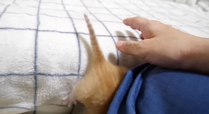 落っこちた子猫