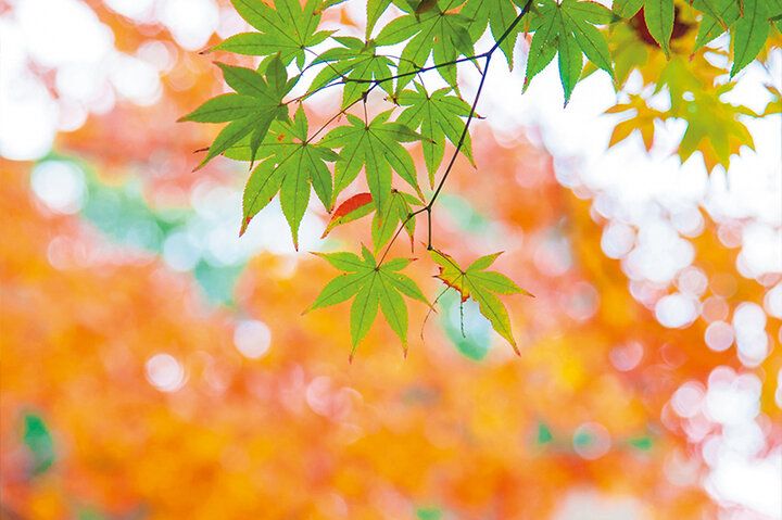 京都よりみちこみち 曼殊院道【後編】