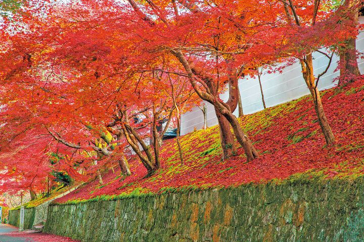 京都よりみちこみち 曼殊院道【後編】