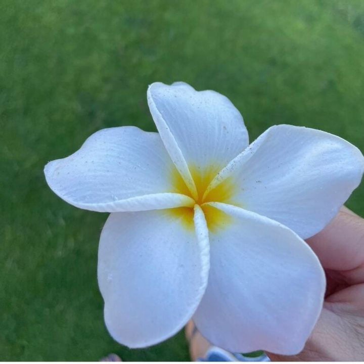 中道さん_マウイ島旅行_プルメリア