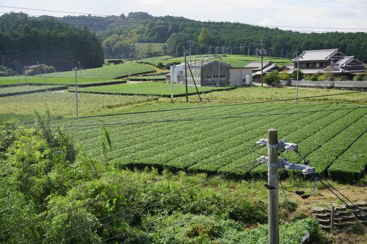 飲み比べセットや贅沢パフェも。大台町の自然が育んだ伊勢茶の魅力を発信「kikicha cafe」