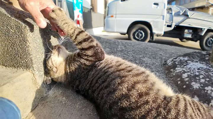 ナデナデアピールする猫