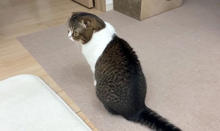 カミナリに驚く猫