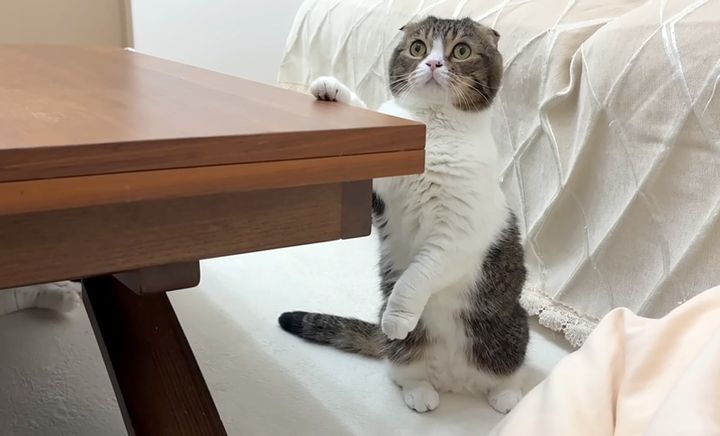 カミナリが怖い猫