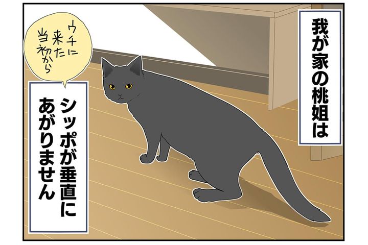 【マンガ・老猫日誌＃36】シッポのこと。18歳の元保護猫・桃姐
