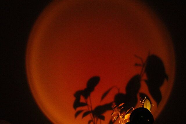 サンセットライト 影絵