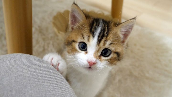 飼い主さんの膝に手をかける子猫