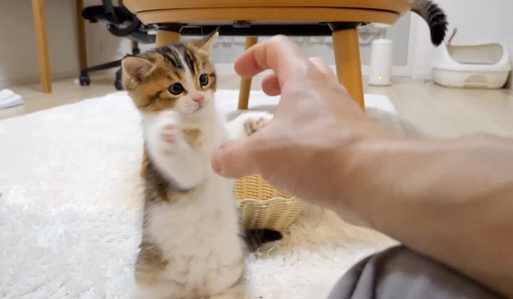 飼い主さんの手と遊ぶ子猫