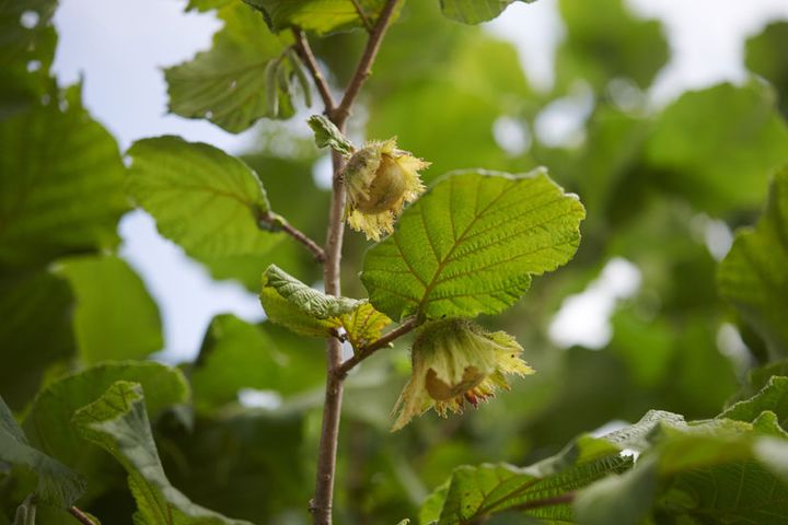 収穫期は秋。来年にはたくさん実がなりそうとのこと