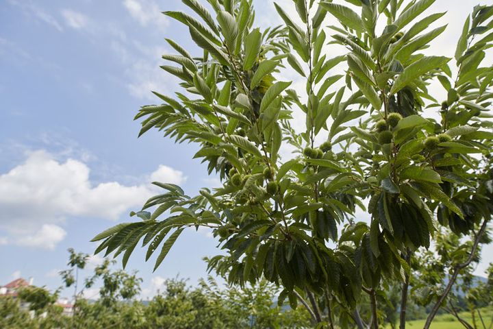 カフェから車で5分ほどのところにある自社農園は、広大な栗畑