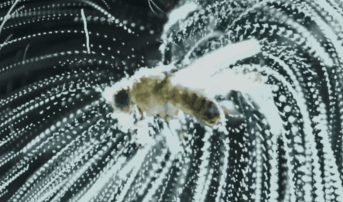 小さな粒子を使って電気の線がハエに向かっている様子を示しています