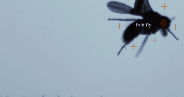 静電気で寄生虫は空を舞いターゲットに付着する