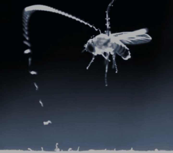 ジャンプした線虫が静電気の力を借りてターゲットとなるハエに上手く吸着している様子を連続的に撮影したもの