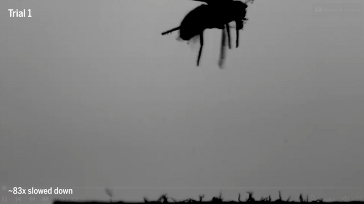 まとめ：『電気生態学』は電気と生物進化の関係を考える新しい分野