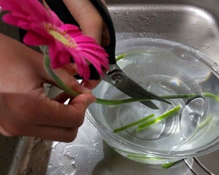 切り花を「一番長持ちさせる方法」は？身近なアイテム6つで検証した意外な結果