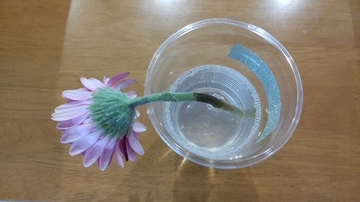 切り花を「一番長持ちさせる方法」は？身近なアイテム6つで検証した意外な結果