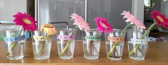 切り花を「一番長持ちさせる方法」は？身近なアイテム6つで検証した意外な結果