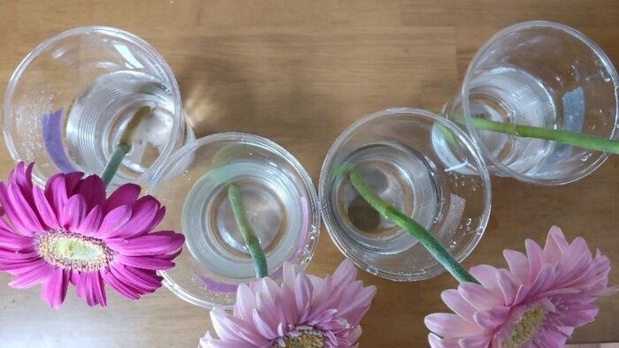 切り花を「一番長持ちさせる方法」は？身近なアイテム6つで検証した意外な結果
