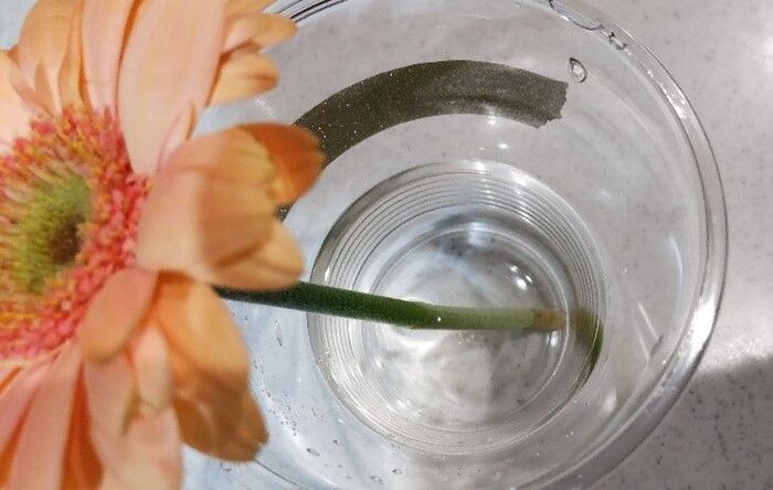 切り花を「一番長持ちさせる方法」は？身近なアイテム6つで検証した意外な結果