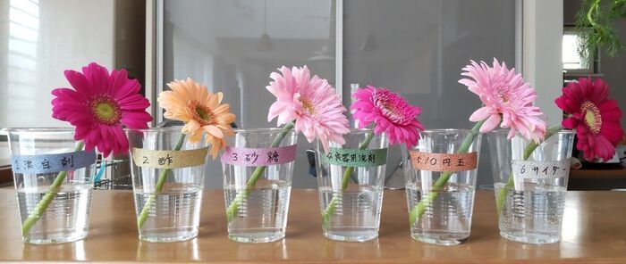 切り花を「一番長持ちさせる方法」は？身近なアイテム6つで検証した意外な結果
