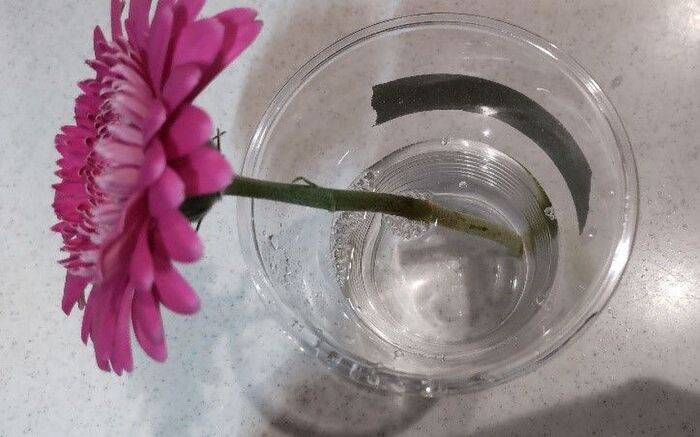 切り花を「一番長持ちさせる方法」は？身近なアイテム6つで検証した意外な結果