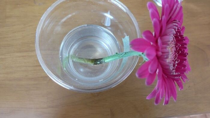 切り花を「一番長持ちさせる方法」は？身近なアイテム6つで検証した意外な結果