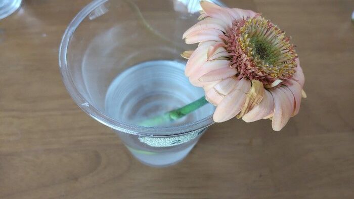 切り花を「一番長持ちさせる方法」は？身近なアイテム6つで検証した意外な結果