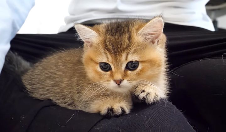 膝の上で眠くなる子猫