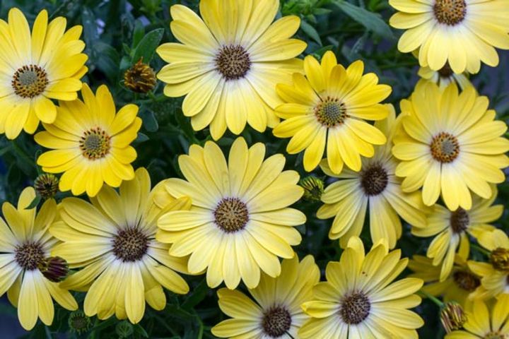 ディモルフォセカ