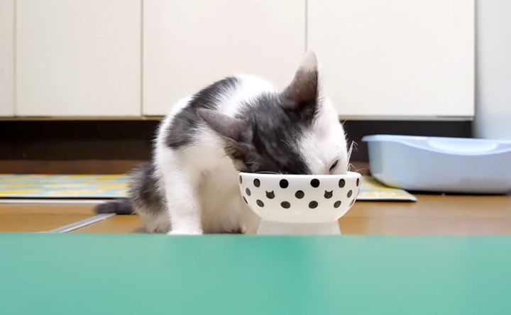 ご飯を食べる子猫