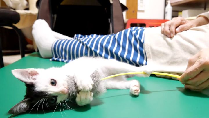 オモチャで遊ぶ子猫