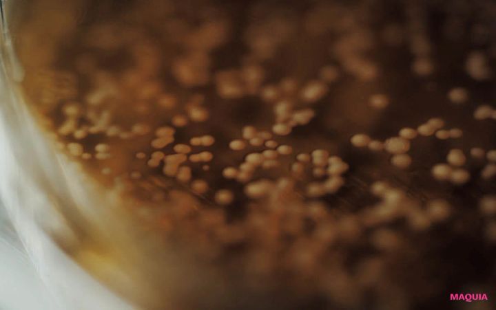 MAQUIA 12月号 付録 FAS アイクリーム 京都産くぬぎ酵母エキス