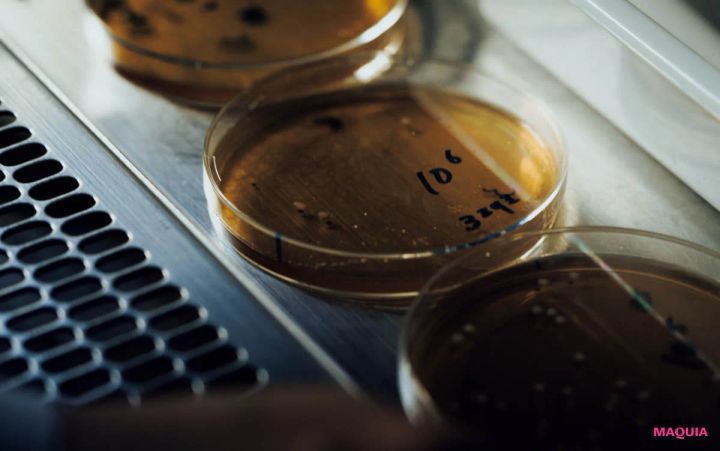 MAQUIA 12月号 付録 FAS アイクリーム 京都産くぬぎ酵母エキス 2