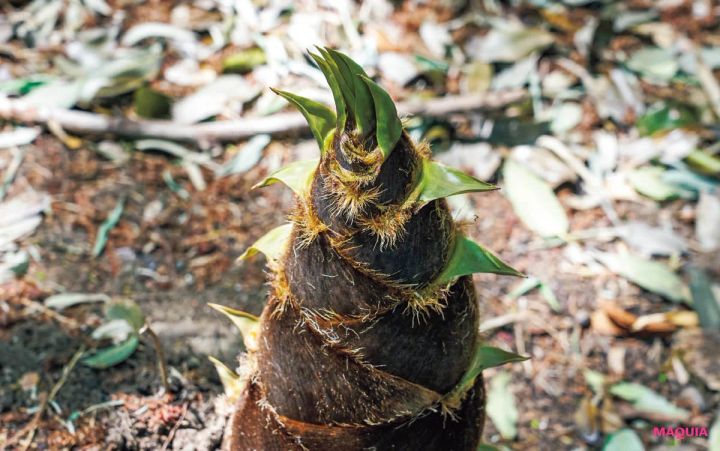 MAQUIA 12月号 付録 FAS アイクリーム 京都産たけのこ皮エキス