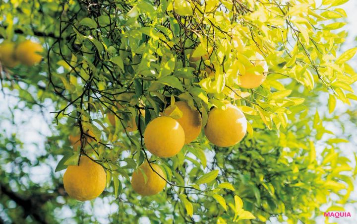 MAQUIA 12月号 付録 FAS アイクリーム グルコシルヘスペリジン