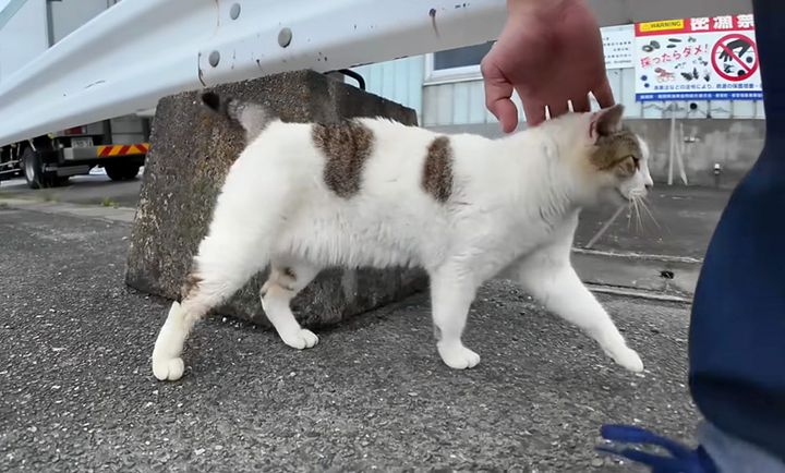 撫でられる猫