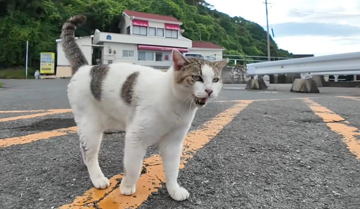 よく喋る猫