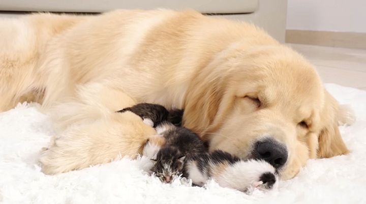 ゴールデンレトリバーに甘える子猫達