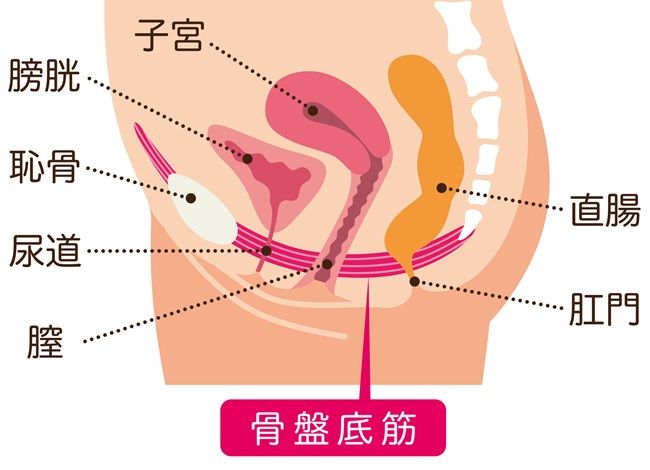 骨盤底筋