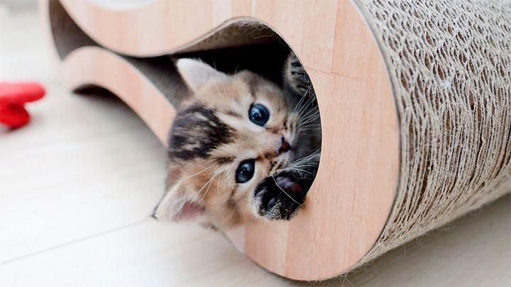 朝の挨拶をする子猫