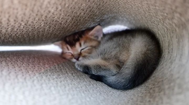 爪研ぎの隙間で眠る子猫