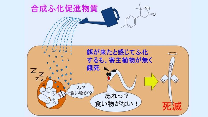 ターゲットになるジャガイモがないのにふ化させることで餓死させる