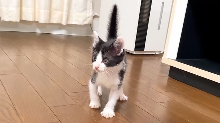 ボワボワになった子猫