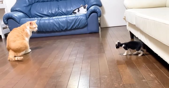 リビングを調査する子猫