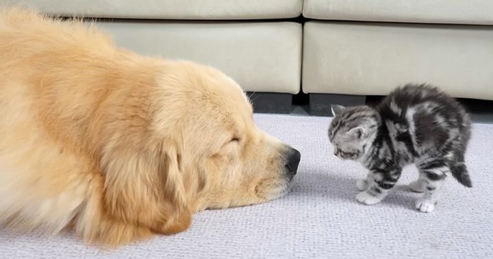 初対面したゴールデンレトリバーと子猫