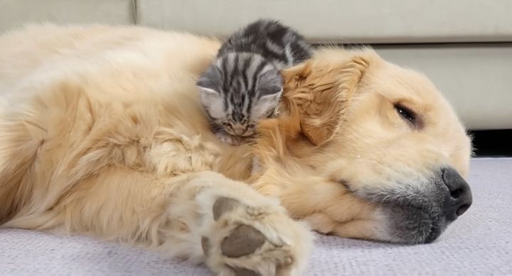 ゴールデンレトリバーに甘える子猫